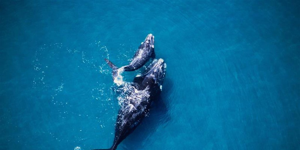IA para prevenir la colisión entre barcos y ballenas