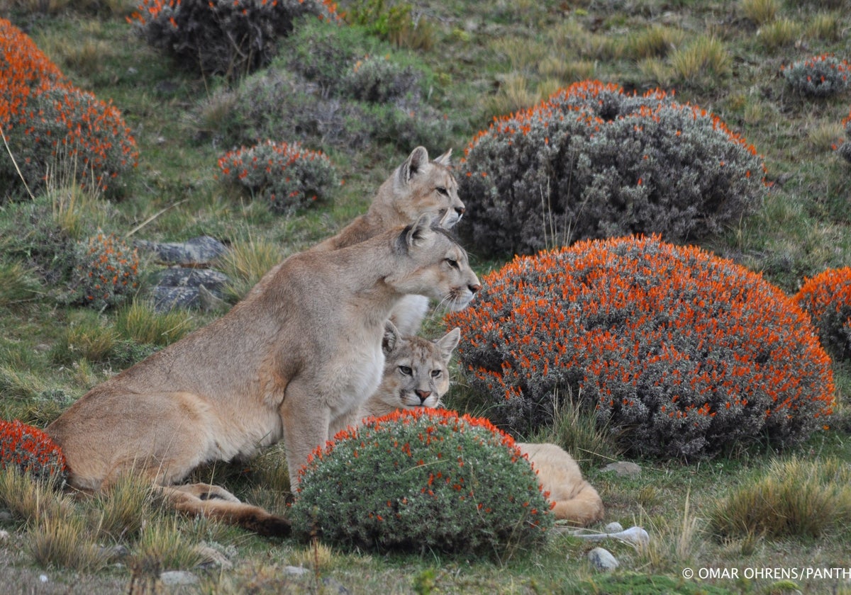 En Chile, como en otros países, se ha tenido una percepción negativa de los carnívoros por tratarse de una amenaza para la ganadería