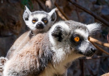Nacen en Loro Parque tres lémures de cola anillada, especie en peligro de extinción