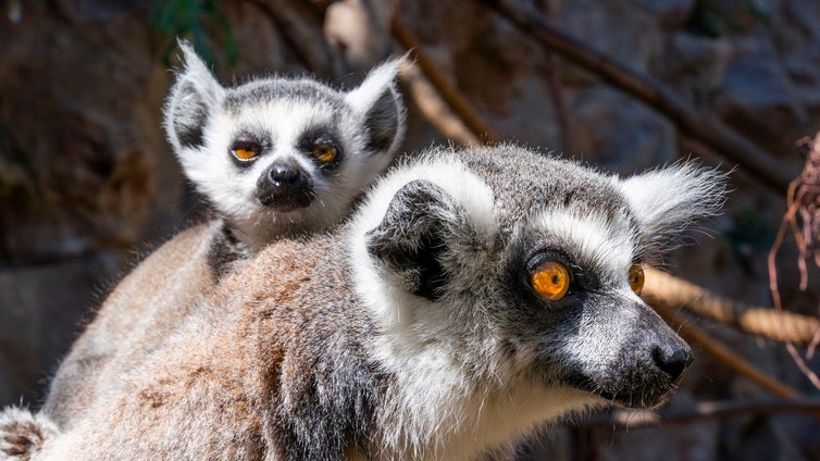 Nacen en Loro Parque tres lémures de cola anillada, especie en peligro de extinción