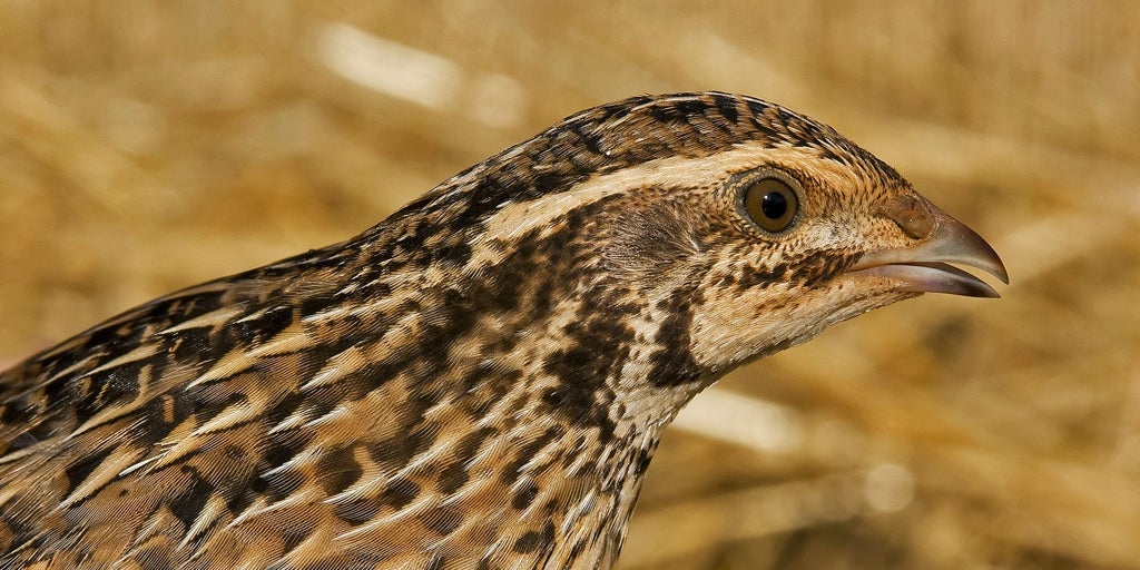 Reclaman la inclusión de la codorniz en el catálogo de especies amenazadas