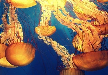 Un importante paso adelante en la ratificación del Tratado sobre la Alta Mar