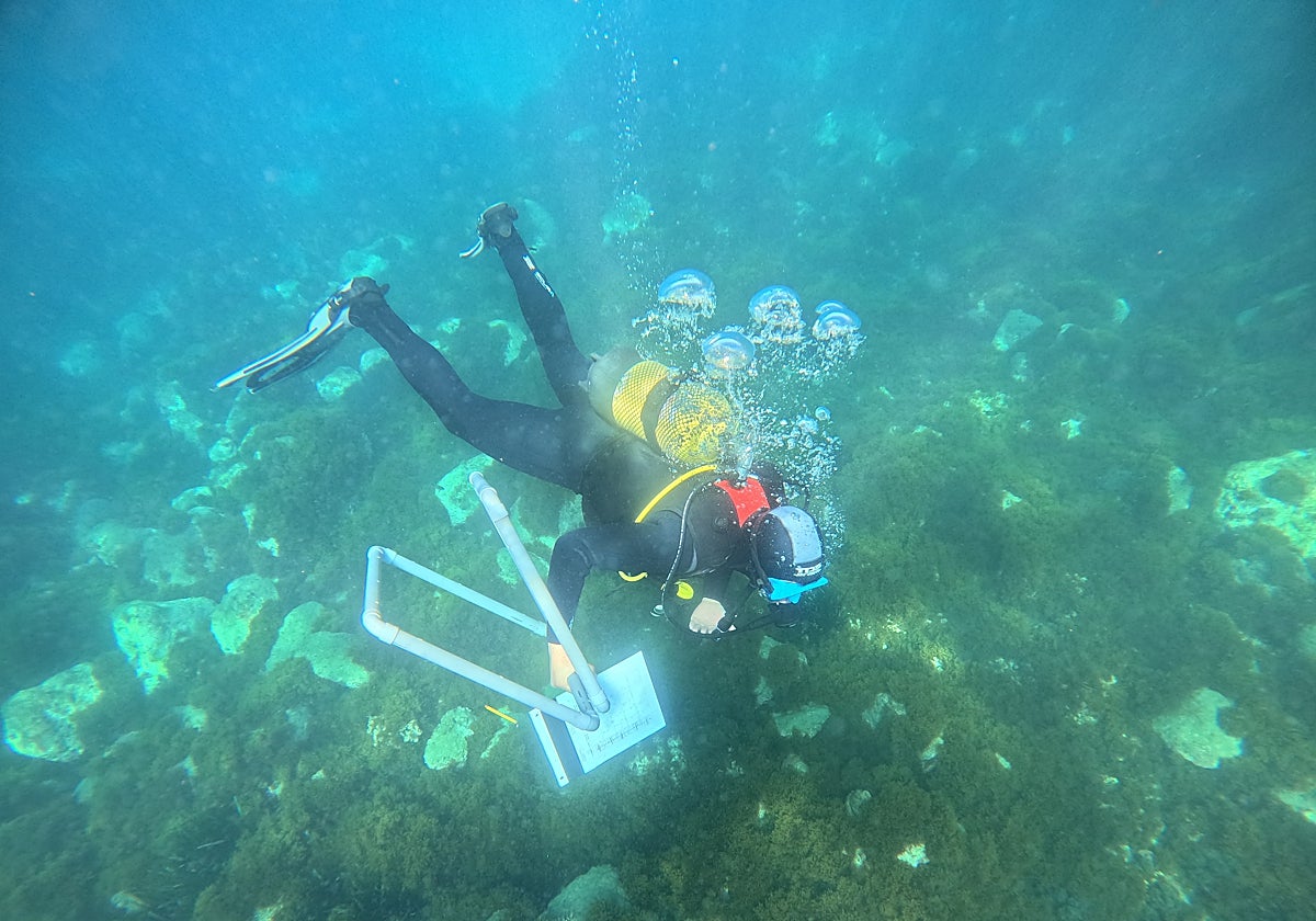 Más de 150 buzos voluntarios han participado en el estudio de la posidonia en las costas andaluzas