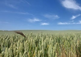 Cereales de agricultura regenerativa