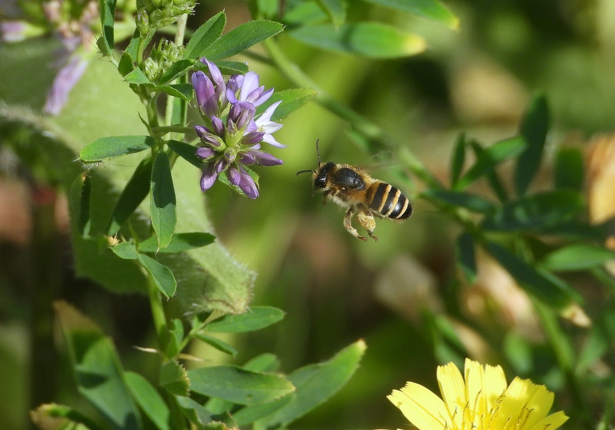 Abeja en alcorque.