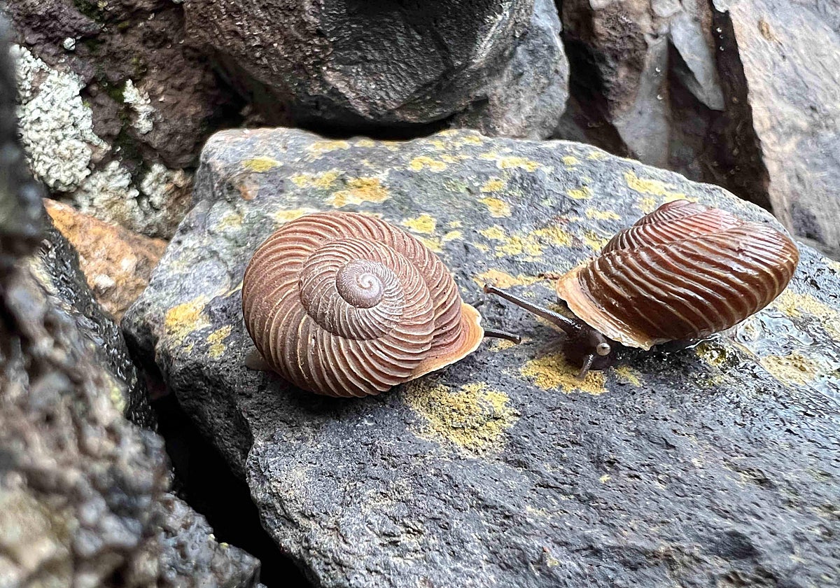 Caracoles endémicos de Canarias