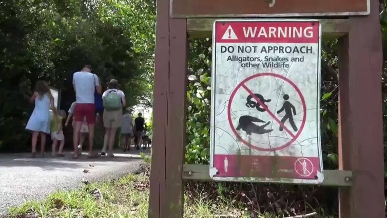 Everglades, un oasis de naturaleza que desafia al centro migratorio 'Alligator Alcatraz'