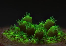 Restauración de arrecifes de coral con tecnología de imagen de alta precisión