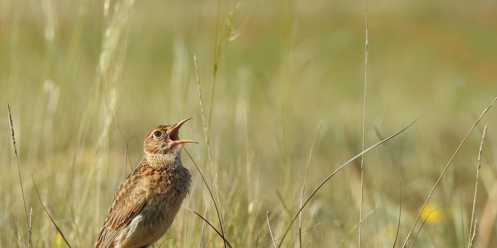 La alondra ricotí, al borde del abismo
