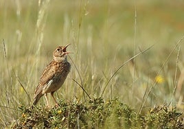 La alondra ricotí, al borde del abismo
