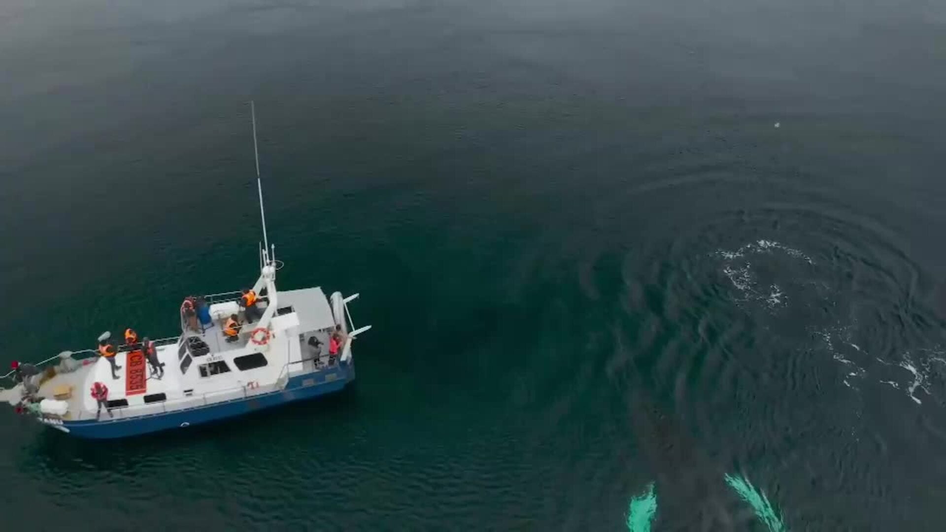 Un año sin justicia por la muerte de ballenas jorobadas en Chile