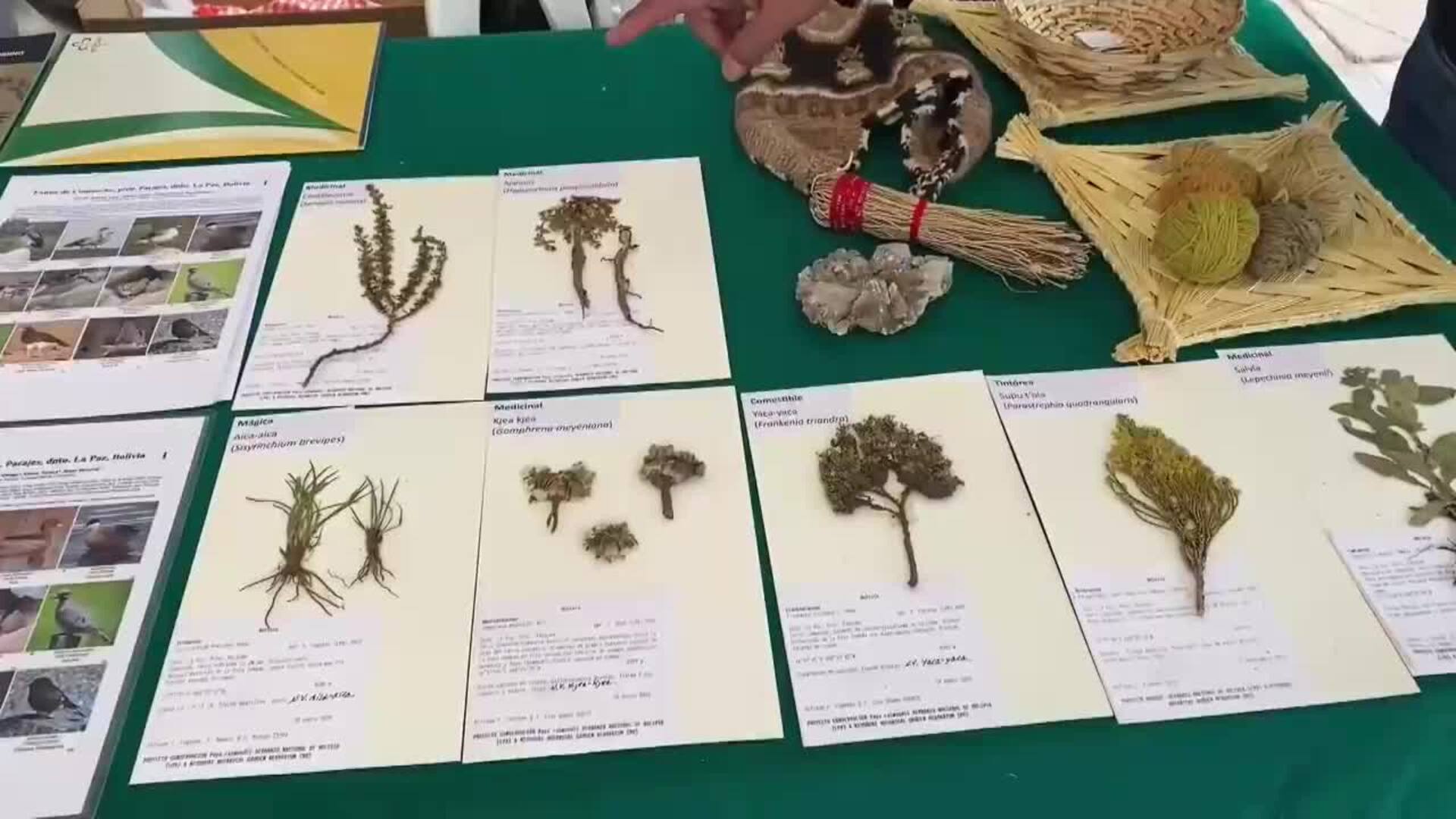 Bolivia da pasos para la conservación de la puya raimondii, la planta ´reina de los Andes&#039;