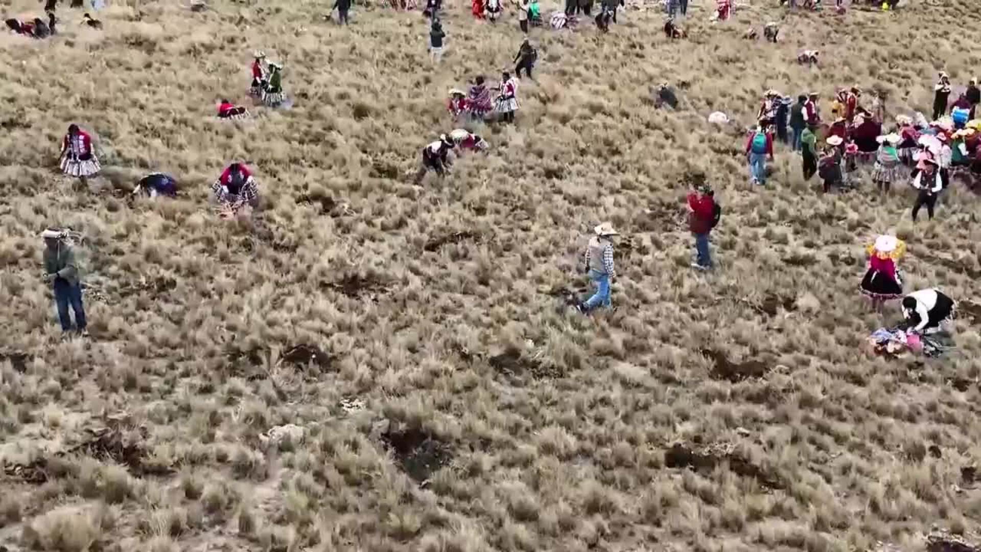 30 millones de árboles nativos serán plantados por comunidades quechua en el sur de Perú
