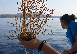 El Método Bádminton impulsa una nueva restauración marina