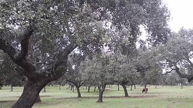 El futuro de la dehesa del Valle de Los Pedroches pasa por la innovación y proyectos biotecnológicos