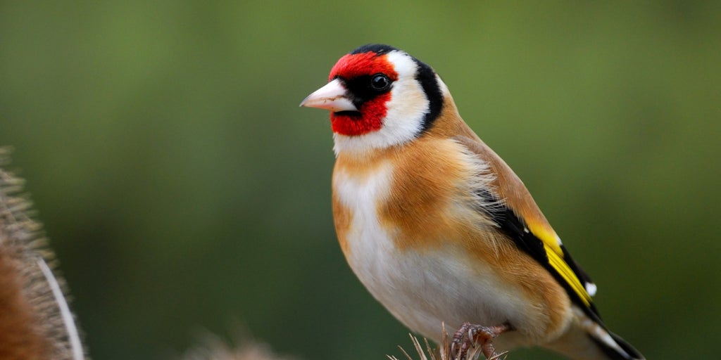 El jilguero europeo, Ave del Año 2026