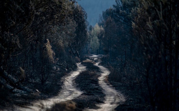 La Culebra renace tras el fuego gracias a los voluntarios