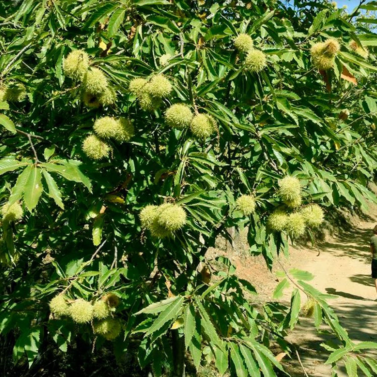 Seis pueblos para disfrutar de la ruta del castañar en Huelva, el paraíso cromático del otoño