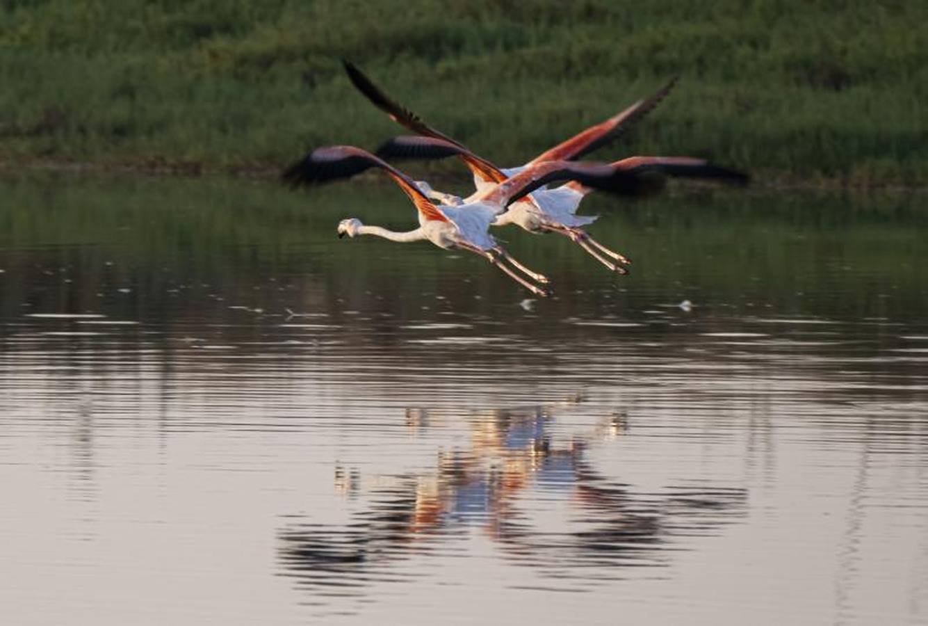 Veta La Palma, pulmón para Doñana