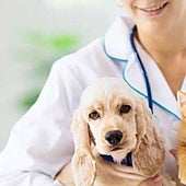 Traumatismos y golpes de calor:¿Qué puede enfermar a tu mascota en vacaciones?