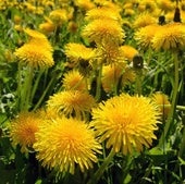 Soplar un diente de león: un gesto inocente que esconde un fenómeno natural lleno de ciencia y la supervivencia de las plantas