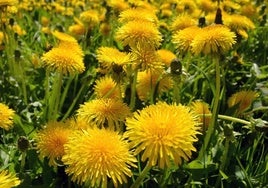 Soplar un diente de león: un gesto inocente que esconde un fenómeno natural lleno de ciencia y la supervivencia de las plantas