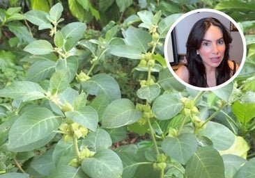 Una divulgadora científica alerta sobre los efectos secundarios de la Ashwagandha, una hierba de moda para combatir la ansiedad: «Es la cara B»