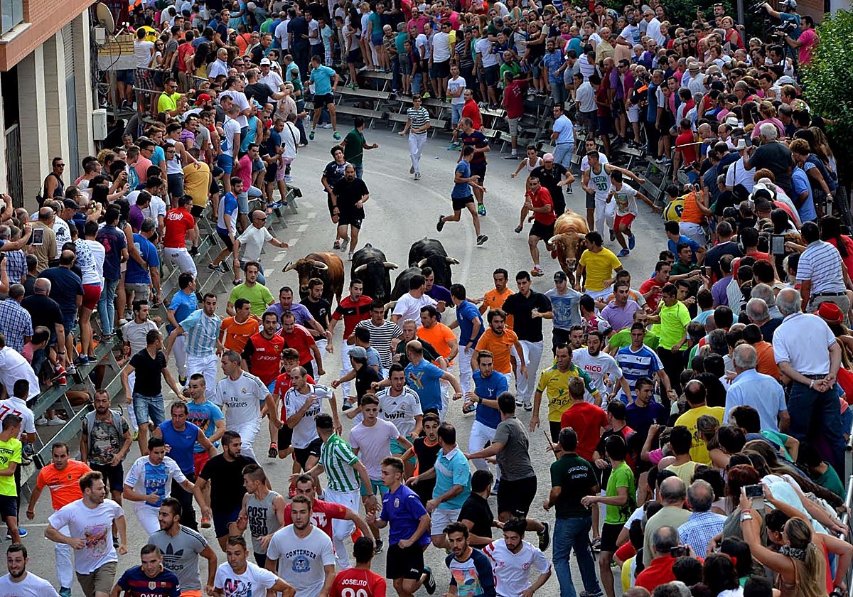 Una gran afluencia de público observa a los corredores y a los astados por las calles de Calasparra