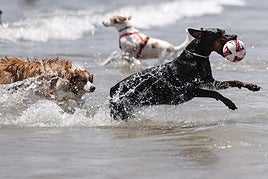 Una veterinaria advierte sobre los peligros de la ola de calor y la playa para los perros en verano: «Puede provocar problemas digestivos y malestar»