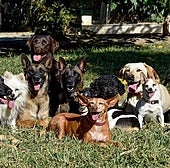 Un experto en conducta canina, tajante sobre cuál es la mejor raza de perros