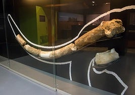 Mamuts, rinocerontes y ballenas en la «rica» huella paleontológica de Sevilla
