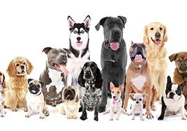 Un experto en conducta canina sentencia las peores razas de perros para tener como mascota: «Tiene instintos primarios muy fuertes»