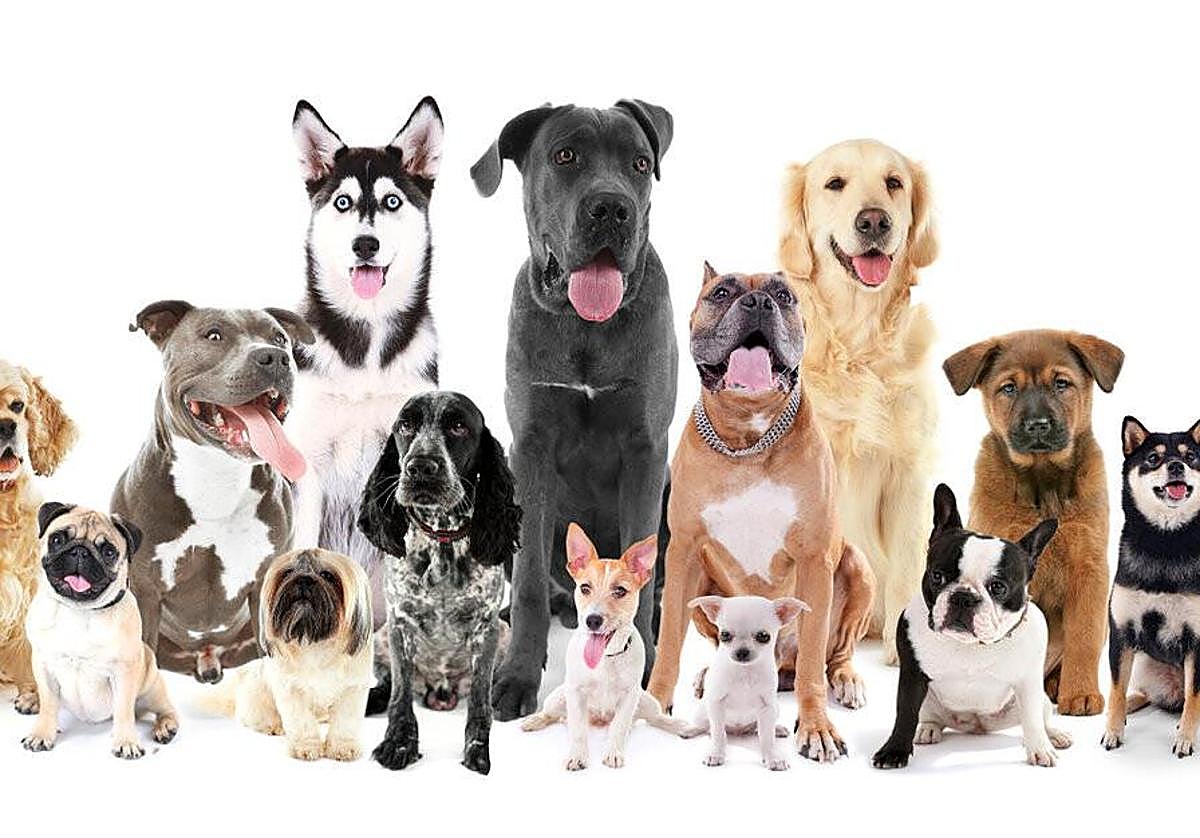 Un experto en conducta canina sentencia las peores razas de perros para tener como mascota: «Tiene instintos primarios muy fuertes»