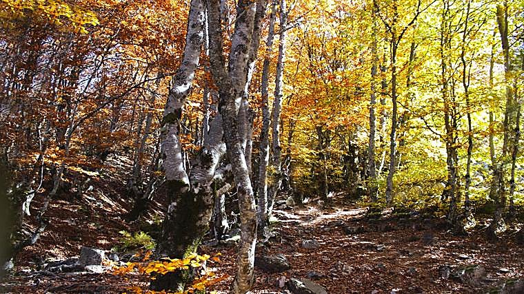 Hayedo de La Pedrosa en Segovia