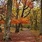 Cuatro rutas de senderismo perfectas para disfrutar de la magia del otoño