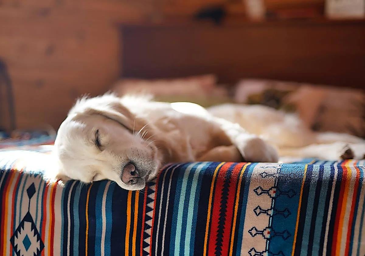 Enrique Molina, adiestrador y experto en conducta canina: «El gran error de aquellos que tienen perro es humanizarlo, le creas ansiedad e inseguridad»