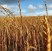 Sebastián La Rosa, médico especialista en longevidad: «Muchas personas son intolerantes al gluten porque el trigo que se cultiva hoy está alterado»