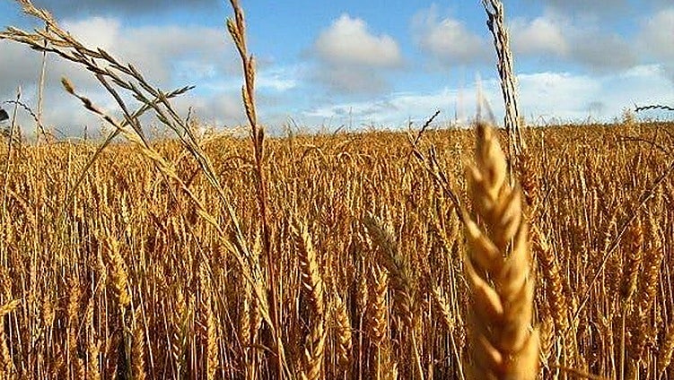 Sebastián La Rosa, médico especialista en longevidad: «Muchas personas son intolerantes al gluten porque el trigo que se cultiva hoy está alterado»