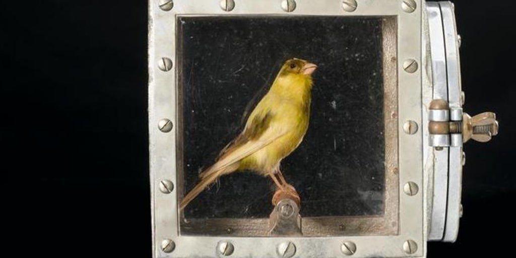 Karina Sainz Borgo: El resucitador de canarios