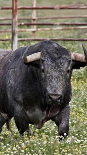 El toro de lidia Cobradiezmos, en la finca Monteviejo