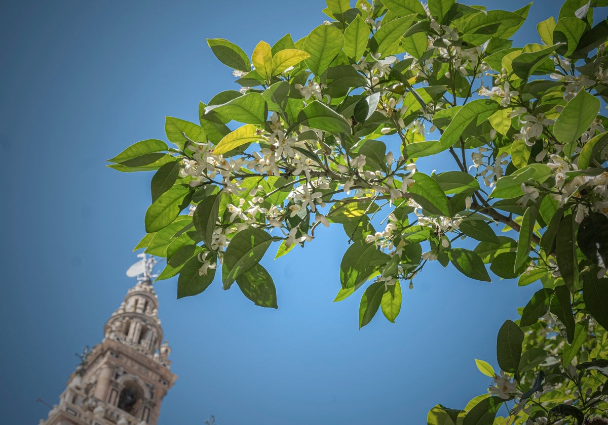 Aromas de vida
