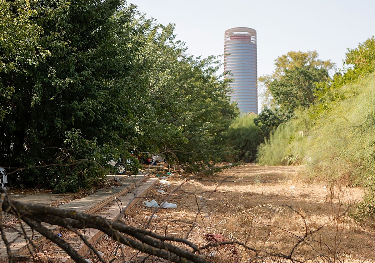 Tecnología del jaramago