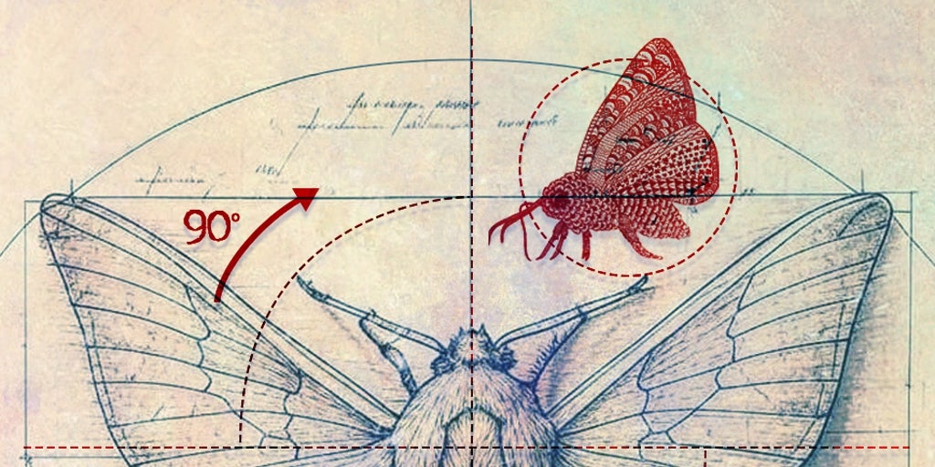 Polilla vertical