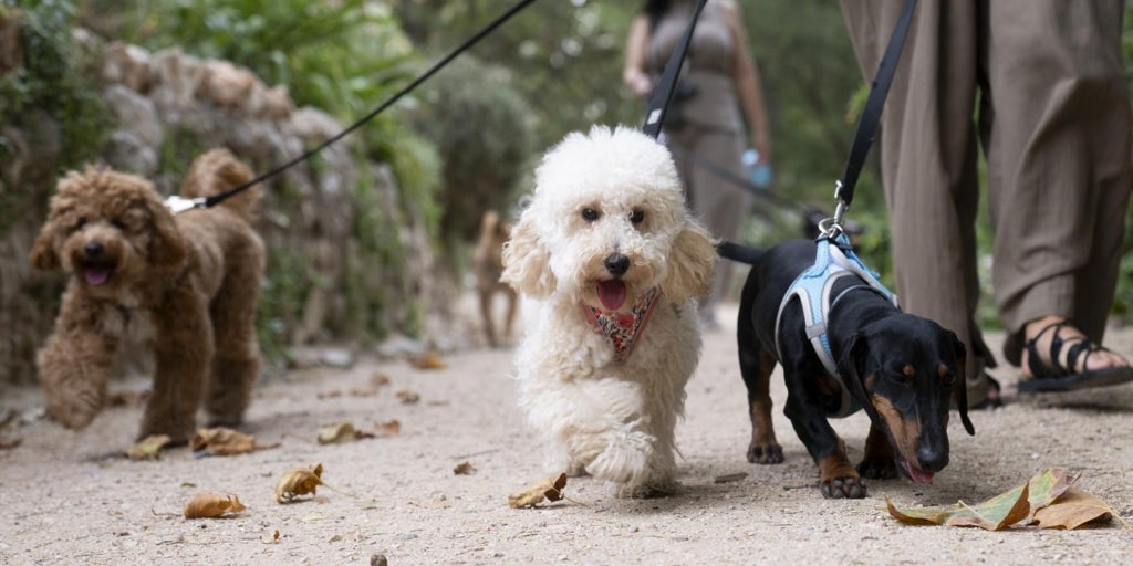El caniche desgrava