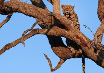 La batalla por el territorio en 'Felinos noche y día'