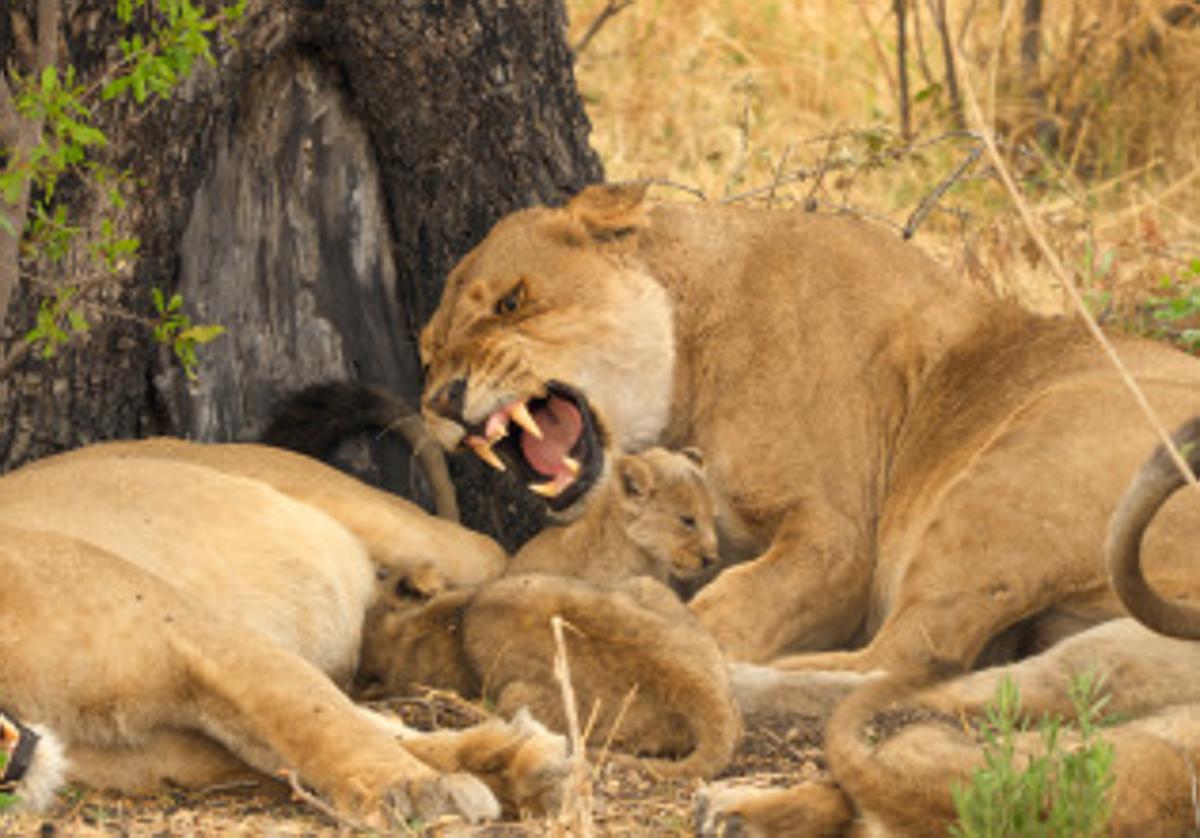 Imagen del documental 'Felinos noche y día'