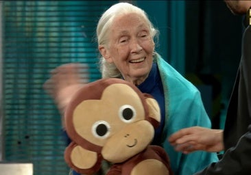 Jane Goodall: «Los chimpancés me recuerdan a ciertos políticos hombres»