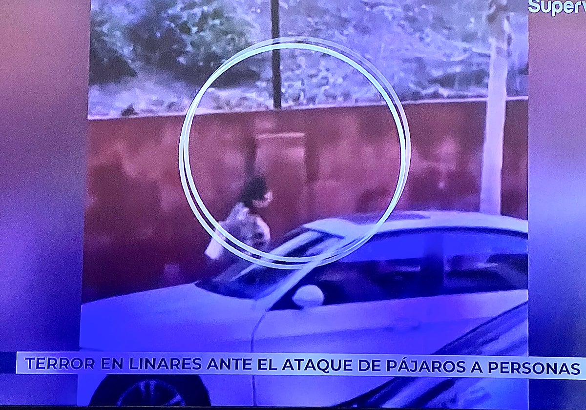 'El programa de Ana Rosa' se ha hecho eco de la difícil situación que viven en Linares por culpa de unos pájaros.