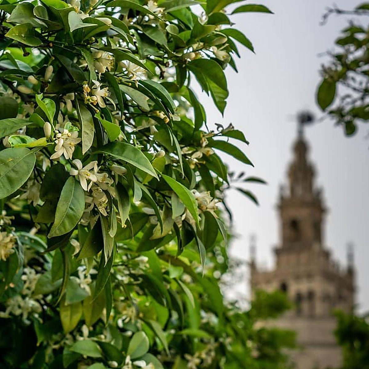 Los doce mejores planes que hacer en Sevilla en primavera