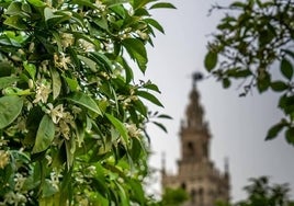 Los doce mejores planes que hacer en Sevilla en primavera